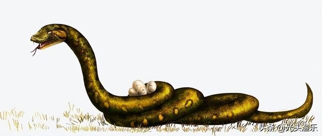 蚺和蟒的区别，2020蟒蛇把一家5口人吃了（老话讲：大蛇为蟒，巨蟒为蚺）