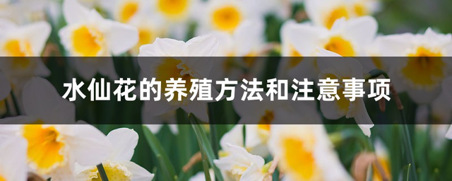 关于水仙花的知识20字，关于水仙花的知识10字（水仙花的养殖方法和注意事项）