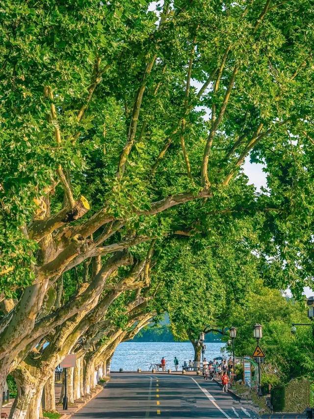 西湖旧十景和新十景，西湖新十景是哪十景（杭州西湖十景最详细攻略）