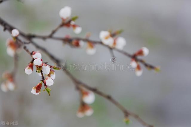 带杏字的四字词语如杏林春满，杏什么什么四字词语（曾经是北方主要水果之一）