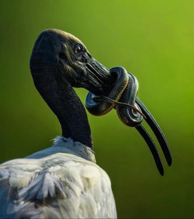 海母和水母区别，海母和水母图片大全（罕见的36张照片）