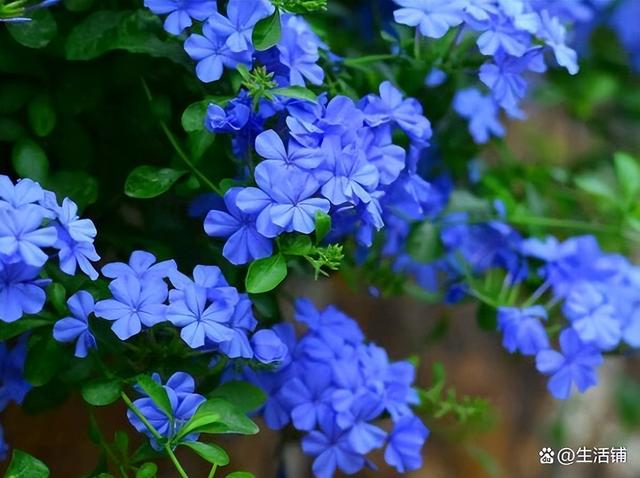 蓝雪花的养殖方法和注意事项，蓝雪花的修剪方法和注意事项（蓝雪花怎么扦插几月份扦插）