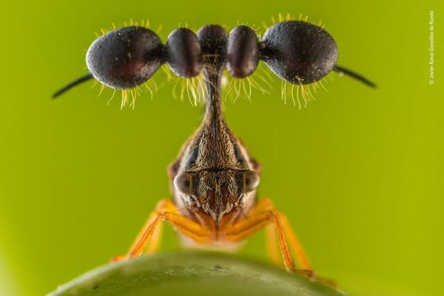欧美吴彦祖，微信头像，欧美吴彦祖（2018年度最佳野生动物摄影作品图集）