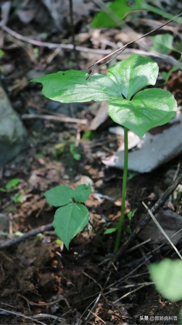 曼陀罗花的图片，曼陀罗花是什么（301味中药材的原植物彩色图谱）