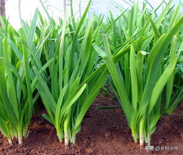 生根水的制作方法，如何自制生根水（蔬菜根系发达、产量高）