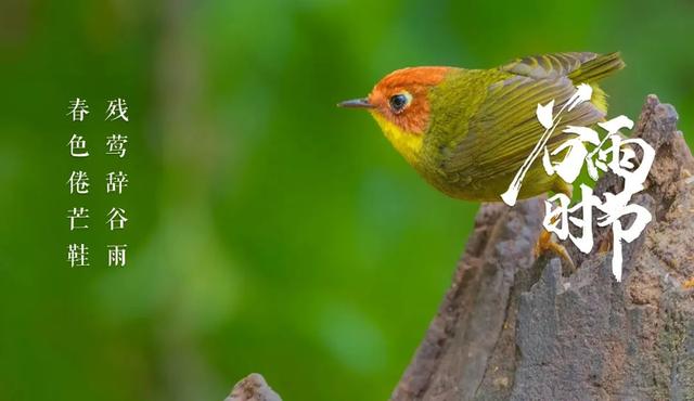 关于谷雨的古诗，关于谷雨的古诗有哪些（一起感受古诗词里的谷雨）