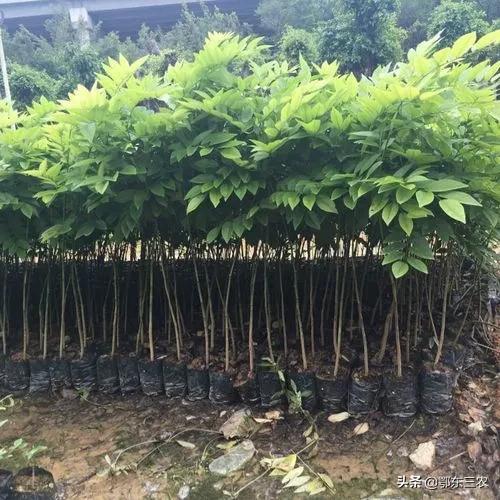 海南黄花梨树图片，15年的黄花梨树真的能值几万元吗（黄花梨木10000多元一斤）