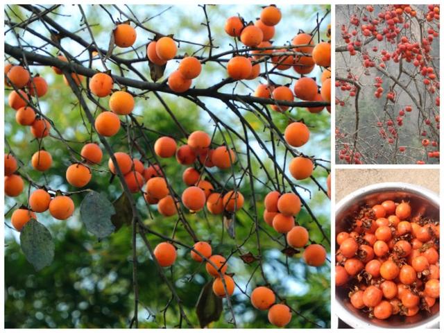 鸡嗉子果泡酒方法，泡鸡子酒处方（儿时的回忆）