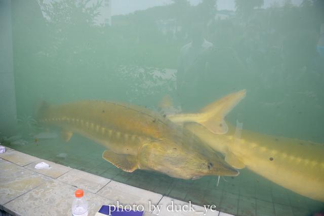 鱼子酱的营养价值，鱼子酱的四大功效（鱼子酱产销量世界第一的地方竟在浙江衢州）