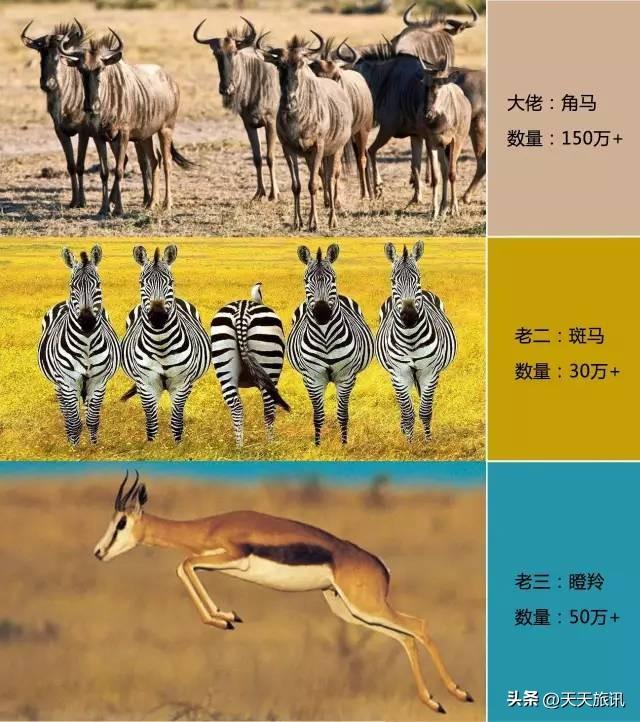 东非动物大迁徙，东非动物大迁徙的路线图（“生命的长征”东非野生动物大迁徙）