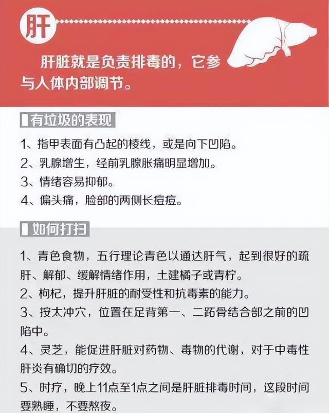 五脏六腑指的是什么，五脏六腑指什么部位（五脏六腑信号一览表）