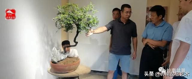 黑骨茶盆景怎么养护，黑骨茶盆景怎么养护视频（一棵黑骨茶盆景的改作引来老中青少四代树痴乐此不疲）