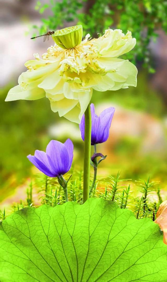 世界上什么事最开心，世界上最开心的50件小事（人一辈子最开心的事就是用真诚和善良赚到了陌生人的信任）