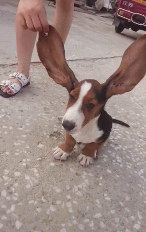 不挑食的狗狗,也是"好运"狗狗的特征,因为不挑食,宠主就不需要花费