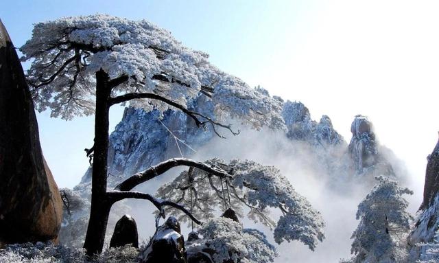 黃山松(黃山松圖片,《黃山松》——張萬舒(黃山青松圖片)