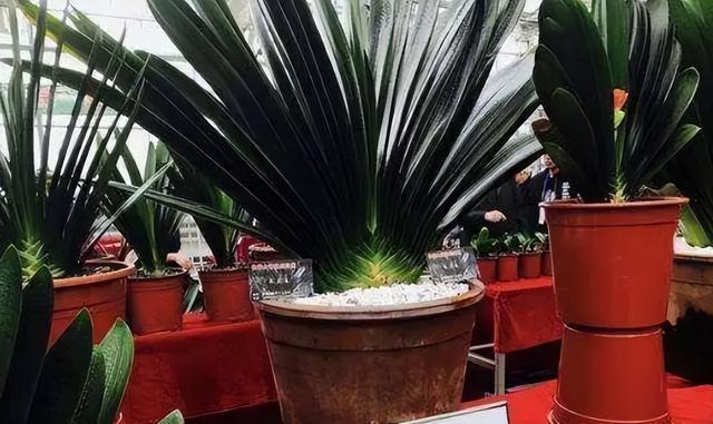 家养大叶藤蔓花，6种大叶花,家里放一盆,高档大气,喜庆吉祥空气好