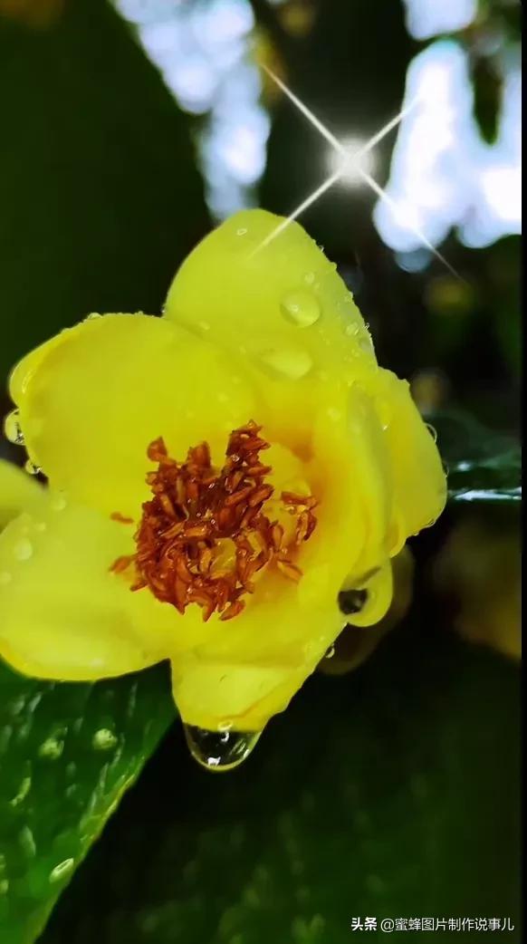 风景美图，风景美图壁纸（鲜花争艳，美景如画，过目不忘）