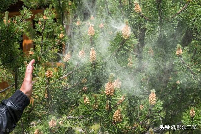 国珍松花粉的价格，国珍松花粉多少钱呀（松花粉卖100元一斤）