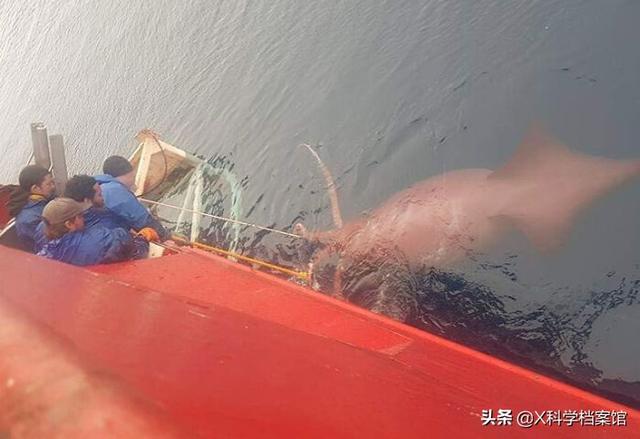 引发深海恐惧症的原因有哪些，深海恐惧症的特征（原来是人类进化出来保护自己的）