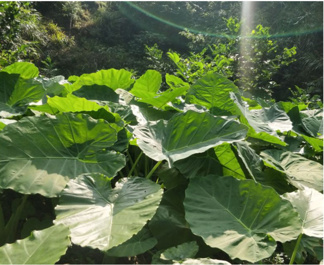 水芋头腌制方法，腌制芋头的方法（一片叶子可以做一盘菜）