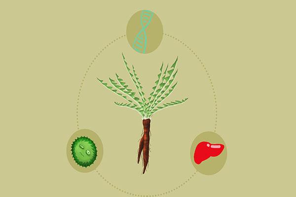 蒲公英茶的作用，蒲公英茶的功效与作用（蒲公英能在48小时内）