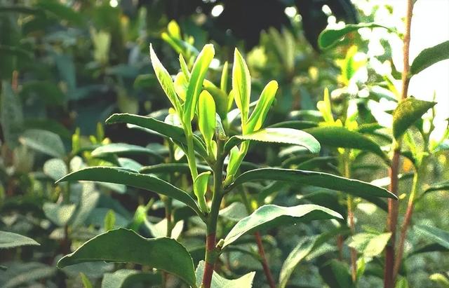 陕南绿茶冲泡方法，绿茶茶汤怎么泡（冲泡绿茶最忌先放茶叶再倒水）