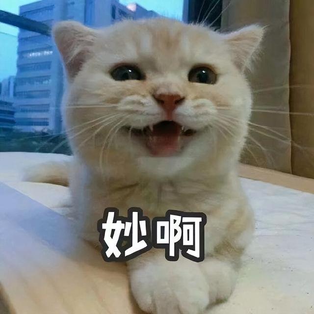 猫名怎么取比较旺主人，猫名怎么取比较旺主人叠字（冷知识：猫起名的“禁忌”）