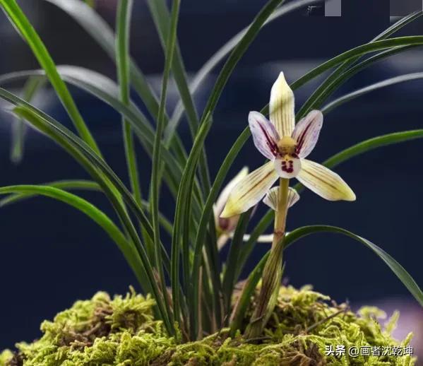 十大最贵最美兰花，绝美兰花50幅