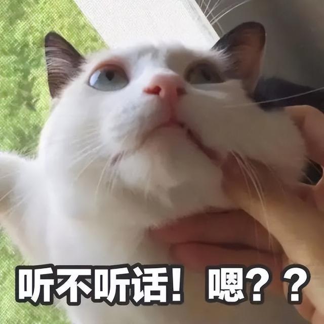 猫主动爬你身上说明了什么，猫蹭人腿,绕来绕去的（猫咪睡在你身上仅仅是因为爱吗）