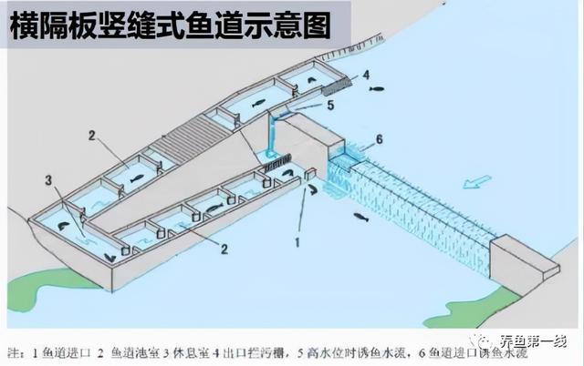 为什么兴建水坝时要留鱼道，河道能够修坝蓄水吗（低水头水利枢纽过鱼通道构建技术）