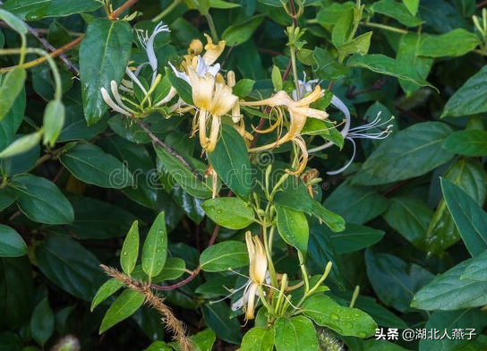 农村100种野菜图片，农村100种常见野菜（让你轻松认识各种野菜和吃法）