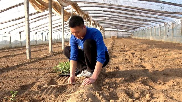 西瓜种植方法，西瓜高产种植技术（老农四句顺口溜）