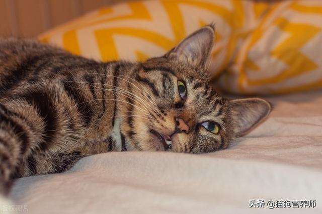 猫间歇性轻微发抖是怎么回事，猫咪间歇性发抖（猫咪身体抖动有三个原因）