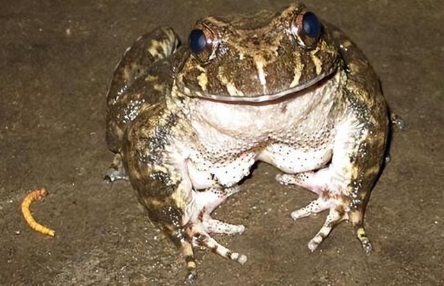 石蛙是国家保护动物吗，石蛙是保护动物吗（重庆惊现“山珍”美誉的石蛙）
