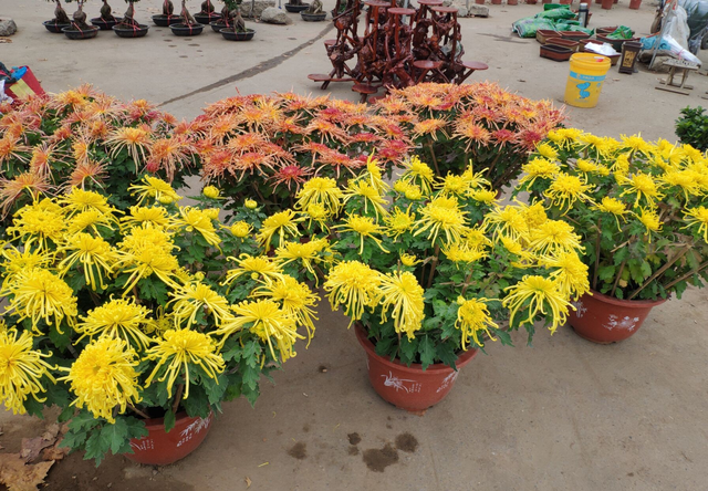 芦荟饮料都有哪几种，芦荟饮料都有哪几种牌子（“大病小病”都走光）