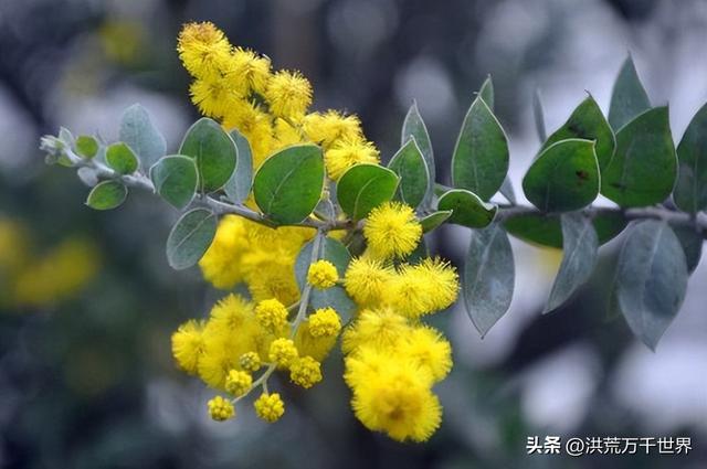 送花花语有鲜花的花语，送花花语有鲜花的花语有哪些（300种花的寓意和花语）