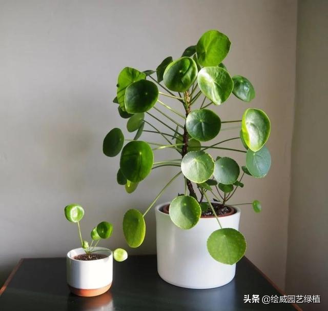 镜面草的风水作用，适合新手的网红植物