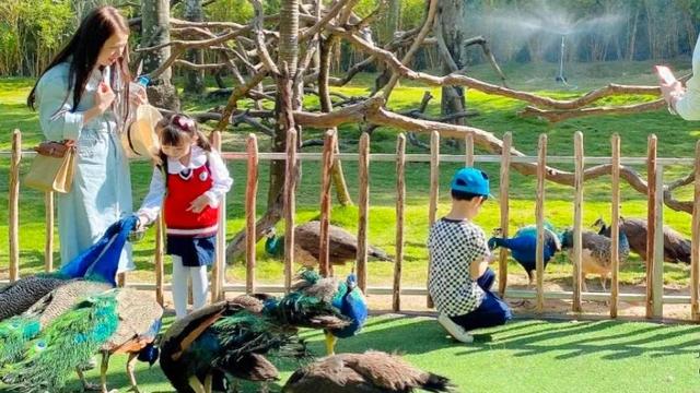 鸟类的羽毛有多少种类型，鸟类的羽毛有多少种类型图片（鸟的羽毛为什么五颜六色）