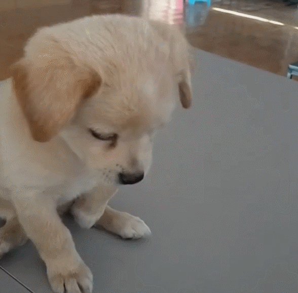 抖音狗表情什么意思,抖音那个狗头表情什么意思(狗狗"无辜大眼"是专门