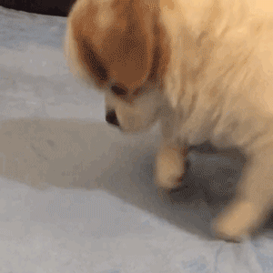 【沙雕狗狗头像】微信，【沙雕狗狗头像】（狗狗沙雕动图表情包 ​​​）