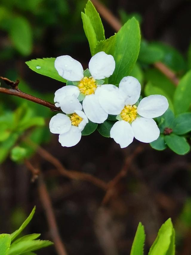 什麼花的花語是努力奮鬥,什麼植物的花語是奮鬥努力(花語:上進,奮鬥)