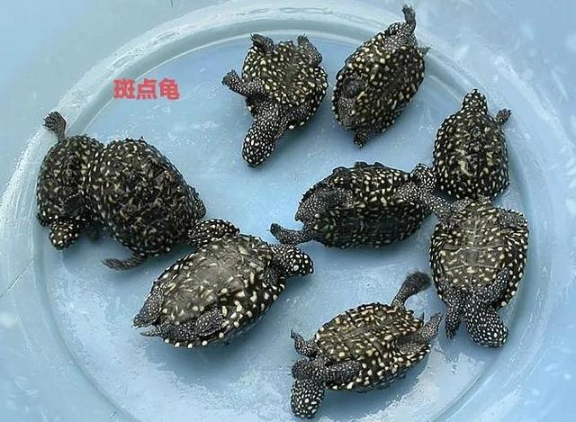 如何喂养地图龟，乌龟地图怎么养（便宜又能提高饲养技能的）