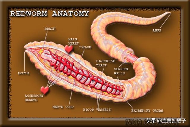 红蚯蚓养殖方法，你不得不了解的知识