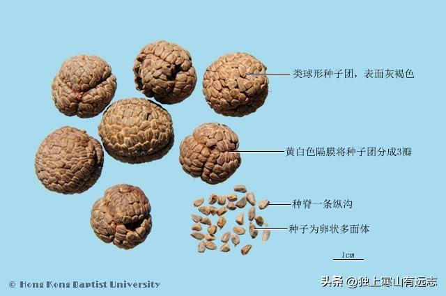 干姜和生姜的区别，生姜和干姜的区别（来自姜科家族的中药）