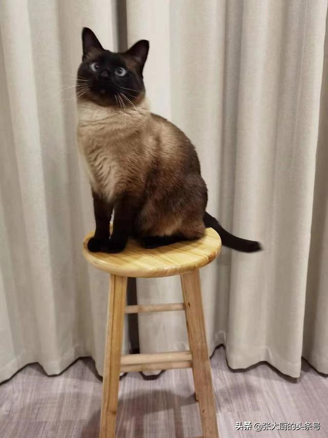 独一无二的猫字女网名，一眼就吸引人的网名（猫想当网红，取个什么名字好）