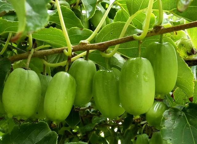 在家种猕猴桃小妙招，在家怎么种猕猴桃（院里种点软枣猕猴桃果树）