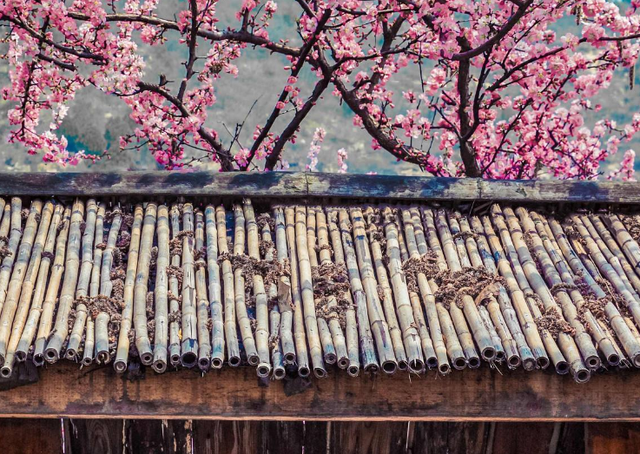 红杏出墙是什么意思，红杏出墙是什么意思打一生肖（俗语：“不怕红杏会出墙）