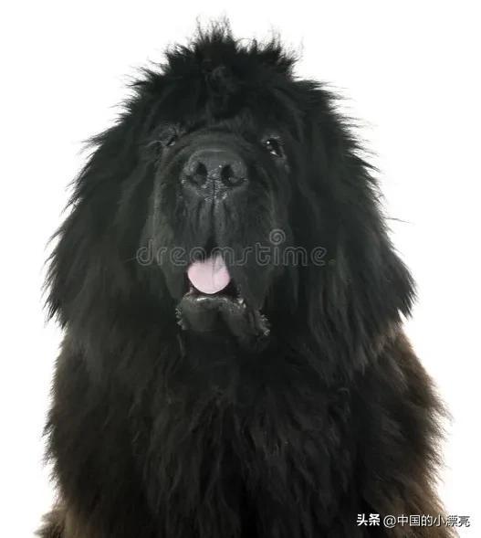 什么狗最凶猛排名第一，什么狗最凶猛（藏獒竟然不是第一名）