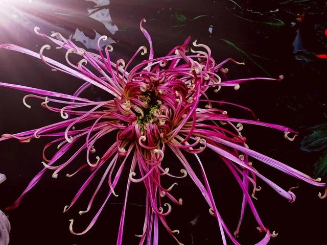 重阳节和菊花有什么关系，重阳节菊花代表什么意思（重阳节与菊花）