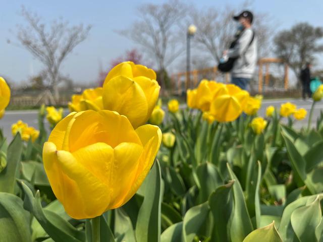 盐城荷兰花海旅游攻略，江苏大丰自驾游—梅花湾、荷兰花海、施耐庵公园